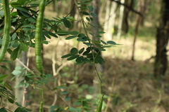 Senna pendula glabrata