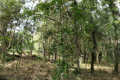 Senna pendula glabrata