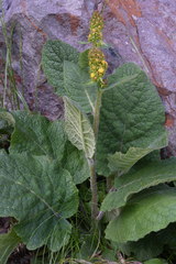 Verbascum alpinum