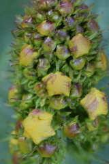 Verbascum alpinum
