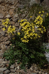 Coincya monensis cheiranthos