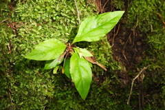Lysimachia ardisioides