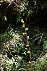 Galeola lindleyana
