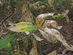 Phyllosticta cruenta