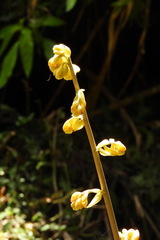 Galeola lindleyana