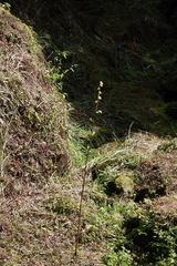 Galeola lindleyana