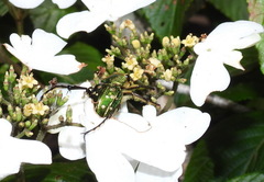 Epitrichius elegans