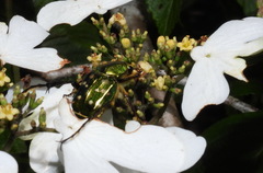 Epitrichius elegans