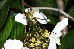 Epitrichius elegans