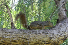 Sciurus niger