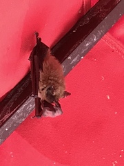 Myotis californicus