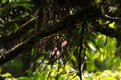 Dendrobium falconeri