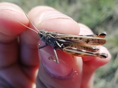Arcyptera microptera