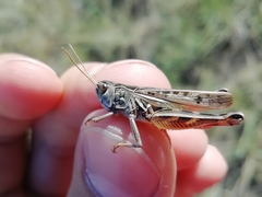 Arcyptera microptera