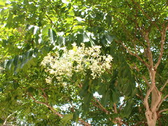 Lagerstroemia subcostata