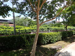 Lagerstroemia subcostata