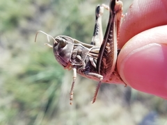 Arcyptera microptera