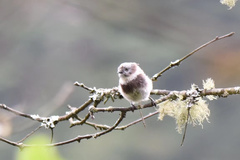 Aegithalos fuliginosus