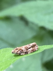 Phaecasiophora confixana