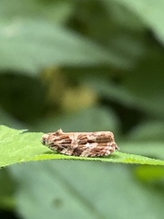 Phaecasiophora confixana