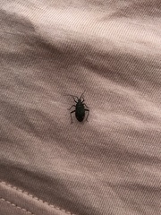 Closterotomus cinctipes