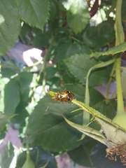 Deraeocoris flavilinea