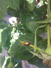 Deraeocoris flavilinea