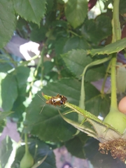 Deraeocoris flavilinea