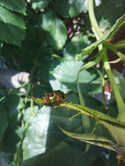 Deraeocoris flavilinea