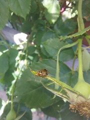 Deraeocoris flavilinea