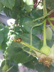 Deraeocoris flavilinea