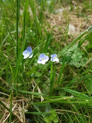 Veronica filiformis
