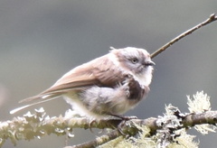 Aegithalos fuliginosus