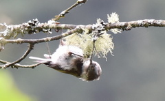 Aegithalos fuliginosus