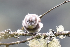 Aegithalos fuliginosus