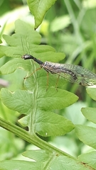 Dichrostigma flavipes