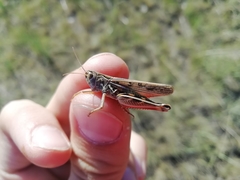 Arcyptera microptera