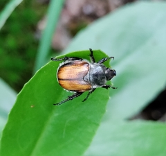 Anisoplia austriaca