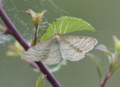Idaea macilentaria