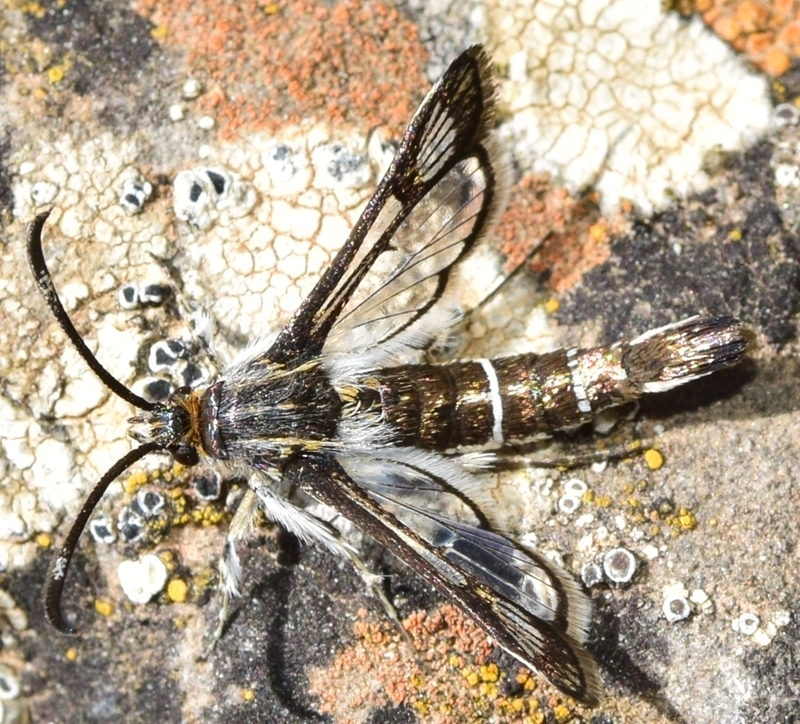 rockrose clearwing