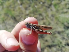 Arcyptera microptera