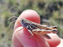 Arcyptera microptera