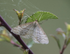 Idaea macilentaria