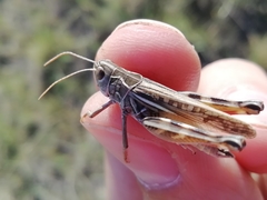 Arcyptera microptera