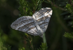 Scotopteryx coarctaria