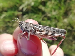 Arcyptera microptera