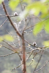 Aegithalos fuliginosus