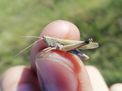 Chorthippus karelini