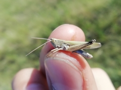 Chorthippus karelini