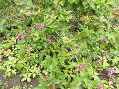 Weigela floribunda